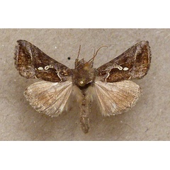 /filer/webapps/moths/media/images/C/chalcedona_Trichoplusia_A_Butler.jpg