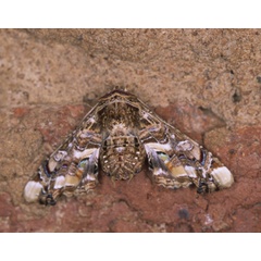 /filer/webapps/moths/media/images/A/adulatrix_Eutelia_A_Roland_01_lD3GMSQ.jpg
