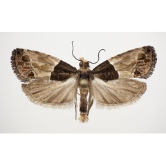 /filer/webapps/moths/media/images/O/orthacta_Neaspasia_AM_NHMO.jpg