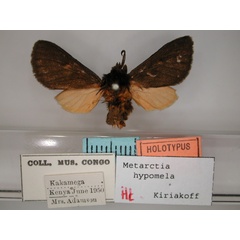 /filer/webapps/moths/media/images/H/hypomela_Metarctia_HT_RMCA_01.jpg