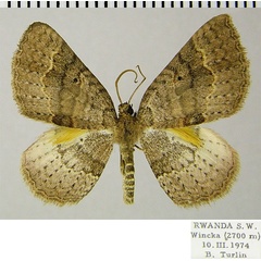 /filer/webapps/moths/media/images/A/anisobapta_Asthenotricha_AM_ZSMa.jpg