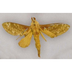 /filer/webapps/moths/media/images/E/elygara_Pachytrina_HT_RMCA.jpg