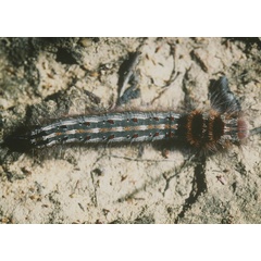 /filer/webapps/moths/media/images/C/cristata_Streblote_C_Roland_01.jpg