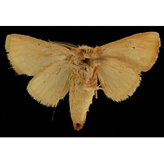 /filer/webapps/moths/media/images/O/ochracearia_Clostera_HT_RBINSb.jpg
