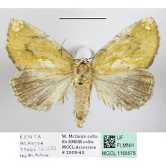 /filer/webapps/moths/media/images/V/viridescens_Ectolopha_A_MGCLa_01.JPG