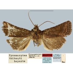 /filer/webapps/moths/media/images/T/thibauti_Tycomarptes_HT_MNHN.jpg