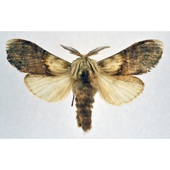/filer/webapps/moths/media/images/D/divisa_Parastaura_AM_NHMO.jpg