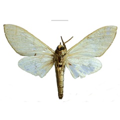 /filer/webapps/moths/media/images/K/kingstoni_Neoclanis_PTM_EMEM_01b.jpg