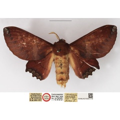 /filer/webapps/moths/media/images/S/spodopasta_Opisthodontia_AT_NHMUK.jpg