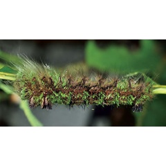 /filer/webapps/moths/media/images/T/trilineata_Pachytrina_L4_Ihle.jpg
