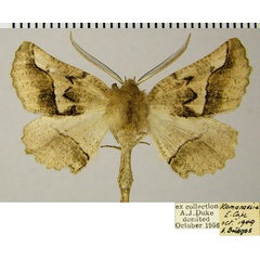 /filer/webapps/moths/media/images/S/sinuata_Drepanogynis_AM_ZSMa.jpg