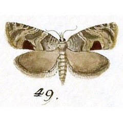 /filer/webapps/moths/media/images/A/achatana_Tortrix_HT_Hubner_9-49.jpg