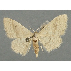 /filer/webapps/moths/media/images/A/ascepta_Idaea_AF_TMSA_01.jpg