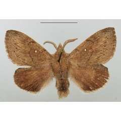 /filer/webapps/moths/media/images/C/cuneata_Rhinobombyx_AM_TMSA_02.jpg