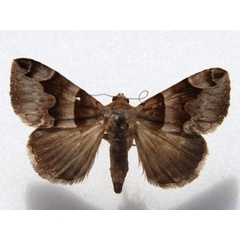 /filer/webapps/moths/media/images/A/angularis_Dysgonia_A_Goff.jpg