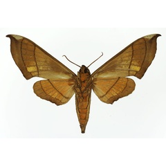 /filer/webapps/moths/media/images/T/trisecta_Polyptychus_AF_Basquin_02.jpg