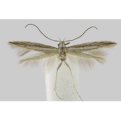 /filer/webapps/moths/media/images/R/riftella_Coleophora_HT_BMNH.jpg