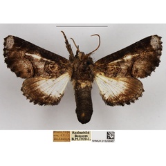 /filer/webapps/moths/media/images/C/catephioides_Eutelia_AF_NHMUK.jpg