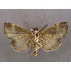 /filer/webapps/moths/media/images/D/decissima_Eustrotia_AM_Baron_02.jpg