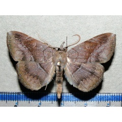 /filer/webapps/moths/media/images/S/sobrina_Aburina_A_Goff_01.jpg