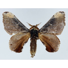 /filer/webapps/moths/media/images/P/pruinosa_Amusaron_AM_Basquin_02.jpg