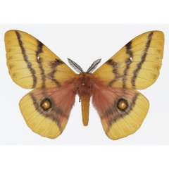 /filer/webapps/moths/media/images/D/dolabella_Ubaena_AM_Basquina.jpg