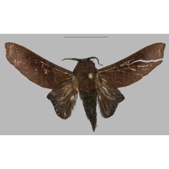 /filer/webapps/moths/media/images/K/kylei_Pseudotrabala_HT_Mueller.jpg