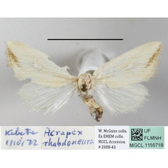 /filer/webapps/moths/media/images/R/rhabdoneura_Acrapex_A_MGCLa_03.JPG