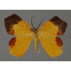 /filer/webapps/moths/media/images/T/trucidata_Xanthodura_A_ZSM_01.jpg