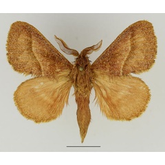 /filer/webapps/moths/media/images/V/venosa_Bombycopsis_AM_Basquin_01.jpg