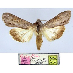 /filer/webapps/moths/media/images/M/minuta_Cucullia_HT_ZMHB_7kCrXLM.jpg
