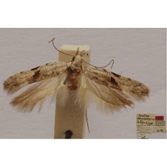 /filer/webapps/moths/media/images/M/manjakatompo_Hypatima_FHT_MNHN.jpg