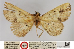Cerynea nigropuncta