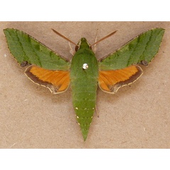 /filer/webapps/moths/media/images/M/medea_Basiothia_A_Butler.jpg