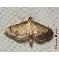 /filer/webapps/moths/media/images/T/trebiusalis_Cnaphalocrocis_A_Rochat.jpg