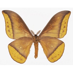 /filer/webapps/moths/media/images/E/emini_Gonimbrasia_AM_Basquinb.jpg