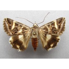 /filer/webapps/moths/media/images/V/vermiculosa_Cerocala_A_Baron.jpg