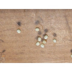 /filer/webapps/moths/media/images/A/aspersa_Decachorda_E_Goff.jpg