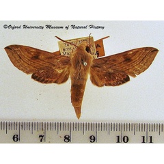 /filer/webapps/moths/media/images/P/pentagramma_Hippotion_A_OUMNH.jpg