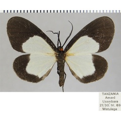 /filer/webapps/moths/media/images/C/circumcincta_Terina_AF_ZSM.jpg