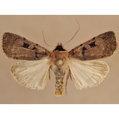 /filer/webapps/moths/media/images/G/gaedei_Ochropleura_A_Butler.jpg