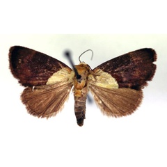 /filer/webapps/moths/media/images/X/xanthobasis_Neonegeta_A_RMCA.jpg
