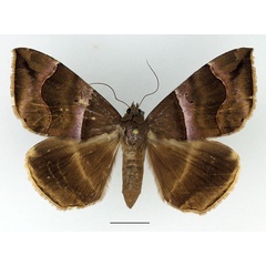 /filer/webapps/moths/media/images/D/durfa_Achaea_AF_Basquin_02.jpg