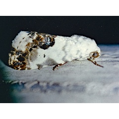 /filer/webapps/moths/media/images/C/citripennis_Acontia_A_Roland_01.jpg