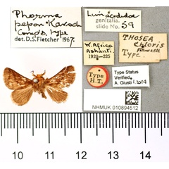 /filer/webapps/moths/media/images/C/chloris_Thosea_HT_BMNH.jpg