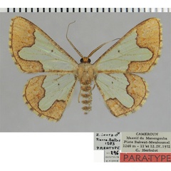 /filer/webapps/moths/media/images/I/ioura_Zamarada_PTM_ZSMa.jpg