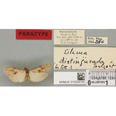 /filer/webapps/moths/media/images/D/distinguenda_Eilema_PTM_BMNH_01a.jpg