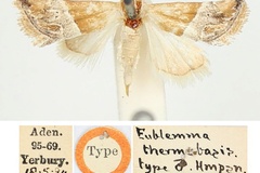 Eublemma thermobasis