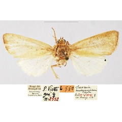 /filer/webapps/moths/media/images/M/madagascariensis_Sesamia_LT_SNMF.jpg