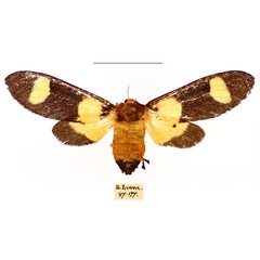 /filer/webapps/moths/media/images/P/picta_Casphalia_AF_BMNH_kalqvKS.jpg
